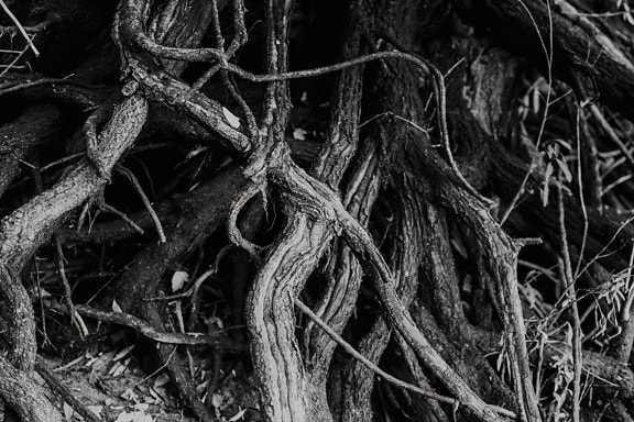 monochrome, racines, racine, arbre, cortex, noir et blanc, écorce, en détail, fermer, bois