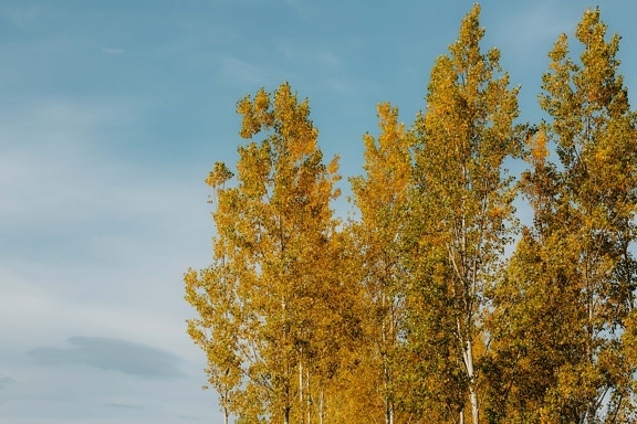 Topola, drzewa, żółtawo-brązowy, pozostawia, oddziały, wysokie, jesień, sezon, żółty, lasu
