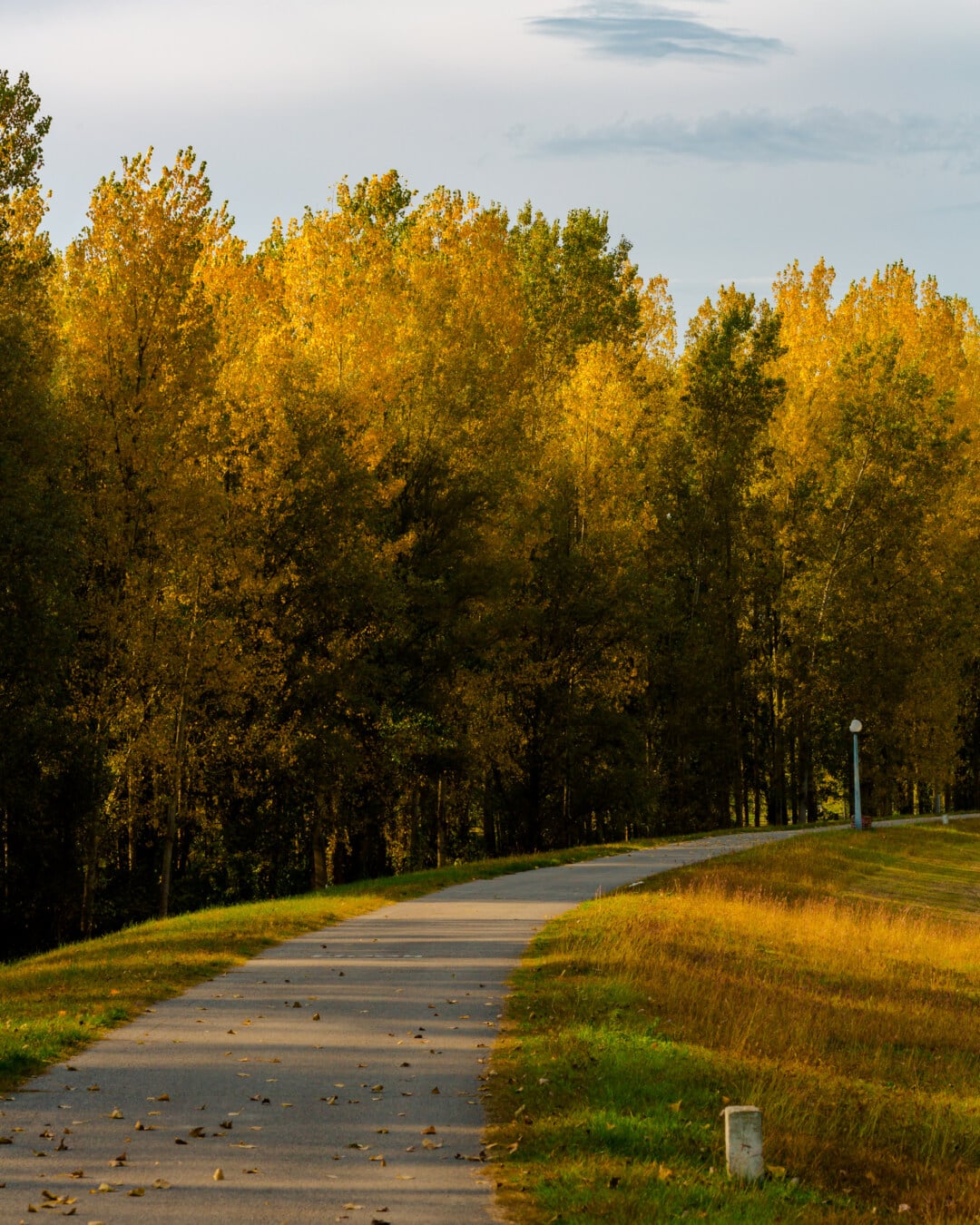 podzim, oranžově žlutá, stromy, cesta, prázdná, Topol, les, krajina, příroda, pěkného počasí