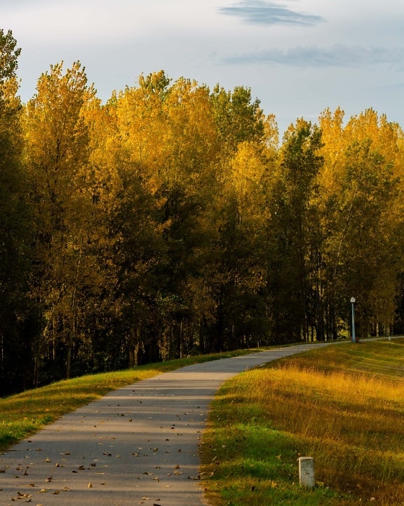 otoño, amarillo anaranjado, árboles, Carretera, vacío, álamo, bosque, paisaje, naturaleza, buen tiempo