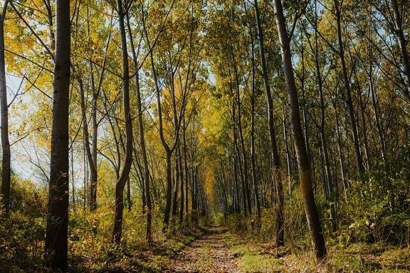 lesní stezka, lesní cesta, krajina, majestátní, slunečno, lesy, stromy, podzim, list, les