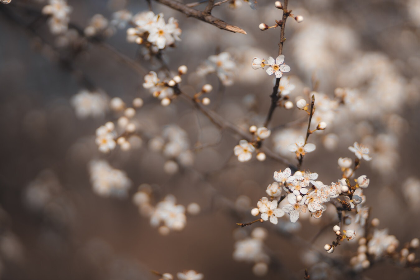 cerise, arbre, arbre fruitier, fleur blanche, bouton floral, brindille, branche, printemps, nature, fleur