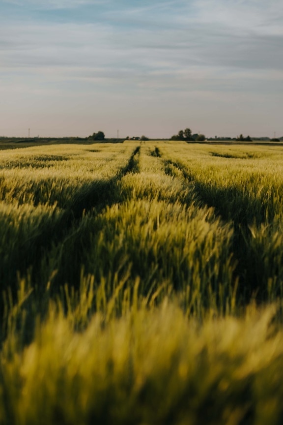 wheatfield, greenish yellow, flat field, agriculture, growing, grain, farming, wheat, cereal, landscape