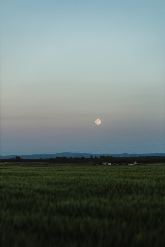 måneskinn, moonscape, hveteåker, landbruk, hvete, flatt felt, fullmåne, feltet, landlig, landskapet
