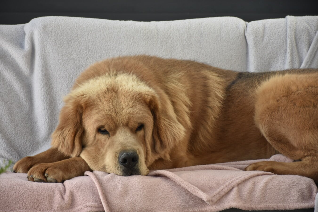 куче, Ловджийско куче, светло кафяв, легнало положение, легло, кърпа, сладък, домашен любимец, сън, животните