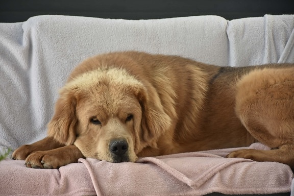 dog, retriever, light brown, laying on, bed, towel, cute, pet, sleep, animal