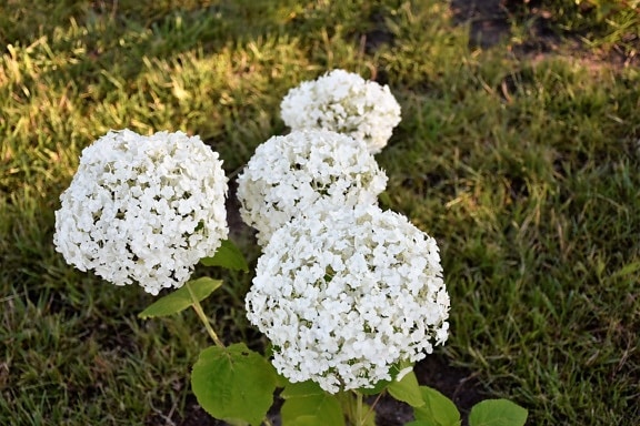 flor blanca, Hortensia, césped, contacto directo, naturaleza, flor, hierba, césped, flora, al aire libre