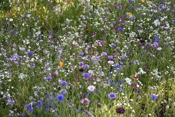 Clavel, flores silvestres, prado, cubierta de hierba, al aire libre, flores, verano, hierba, naturaleza, planta