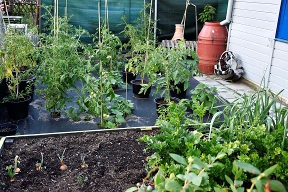økologisk, tomater, voksende, grøntsager, dyrkning, kompost, baggård, plante, plante, flora