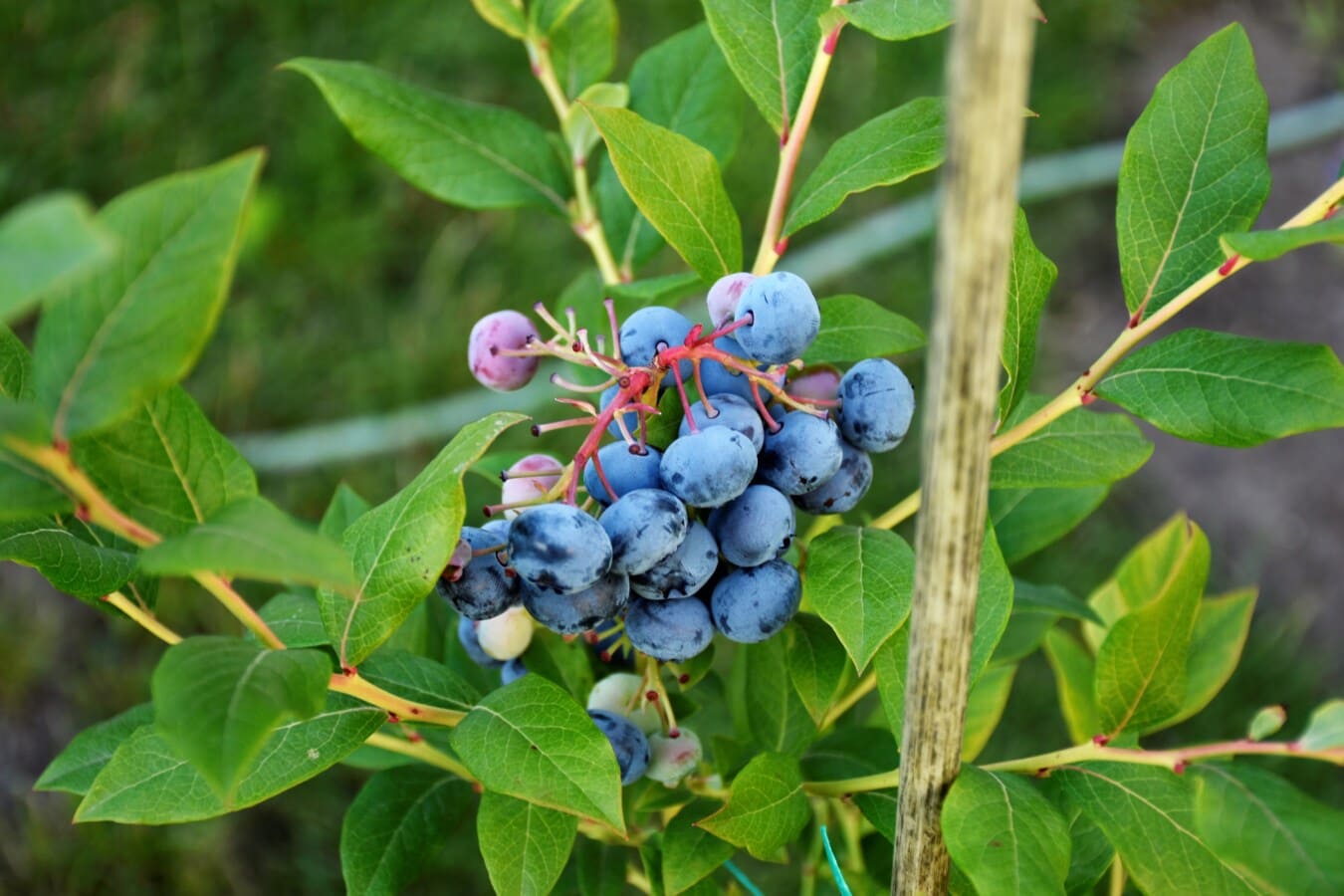 blåbær, økologisk, dyrkning, landbrug, antioxidant, plante, vitamin C, blad, natur, flora