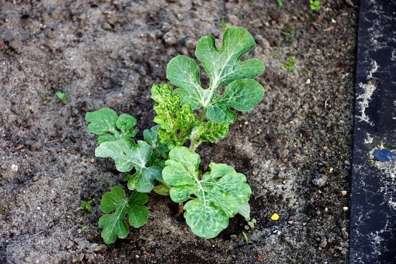 lubenica, mladica biljke, biljka, uzgoj, poljoprivreda, kompost, tlo, uzgoj, organsko, tlo