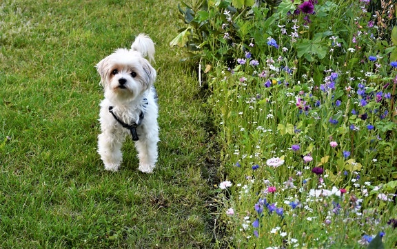 adorable, puppy, white, flower garden, grass, canine, dog, nature, outdoors, lawn