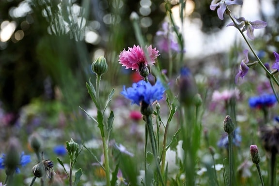 szegfű, rózsaszínes, kék, rét, virágok, fű növények, kert, nyári, természet, gyógynövény