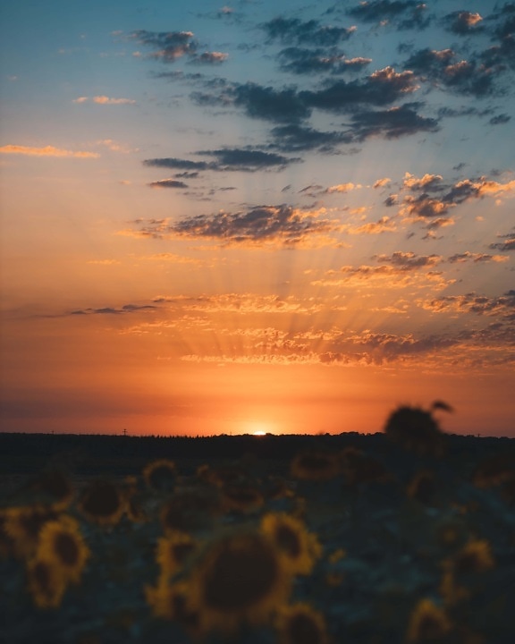 flat field, sunrise, sunflower, shadow, twilight, orange yellow, landscape, sunset, sun, dawn