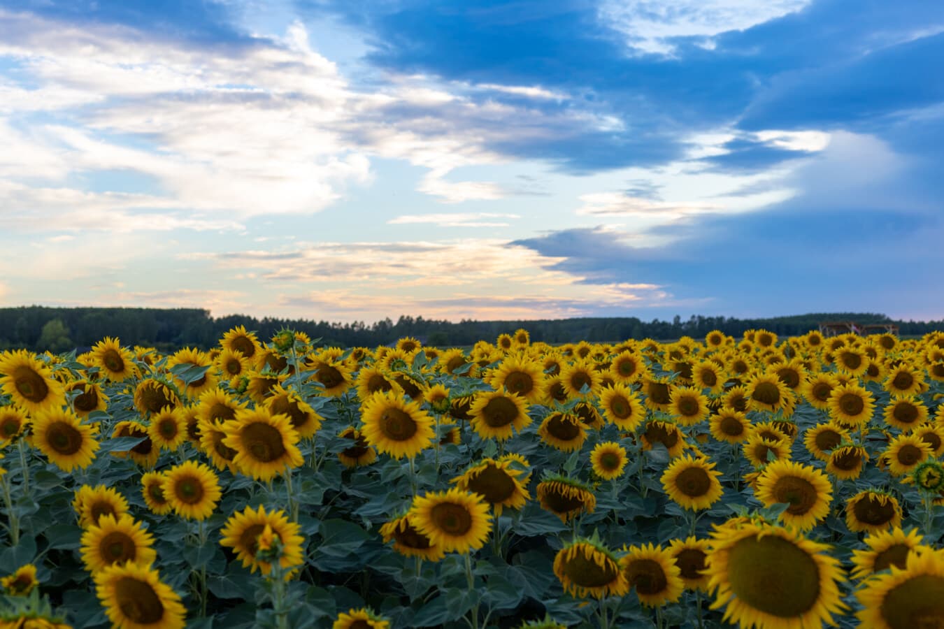 dusk, dark blue, sunflower, flat field, field, agriculture, farming, farmland, plantation, flower