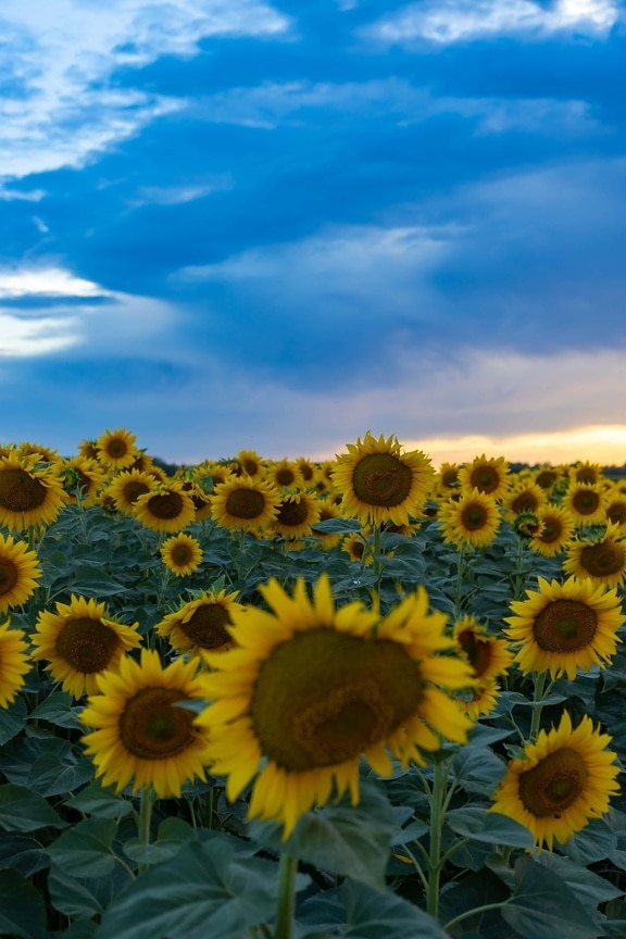 awan, biru gelap, bunga matahari, bidang, pertanian, bunga, matahari, tanaman, cuaca cerah, ramai