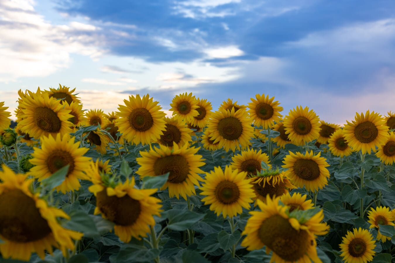 flat field, sunflower, production, growing, agriculture, plantation, organic, bright, nature, field
