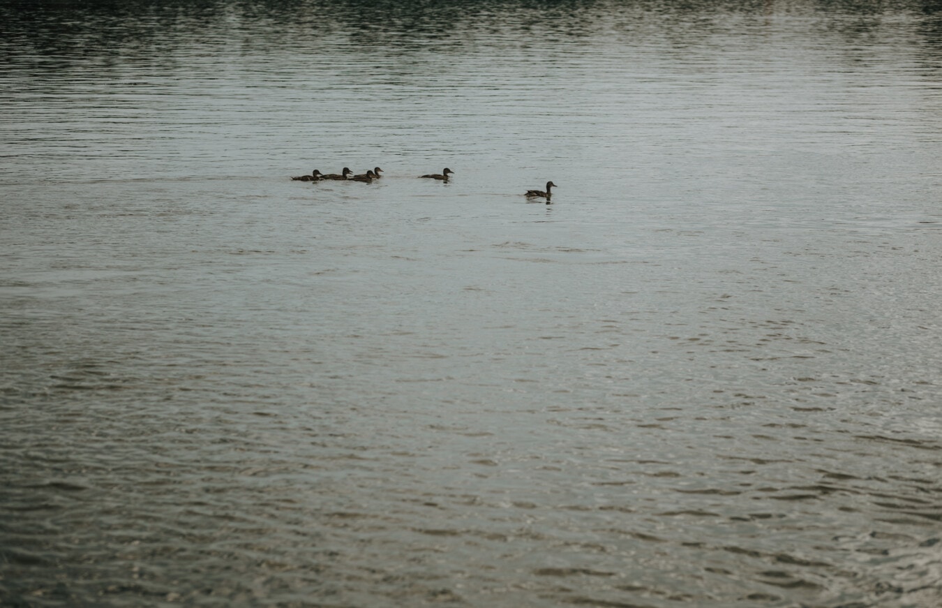duckling, ducks, bird family, swimming, birds, water, wading bird, lake, river, shorebird