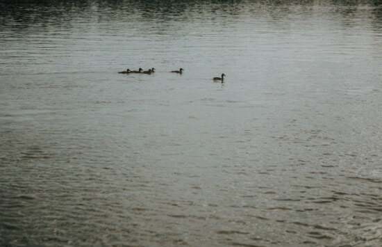 Patito, patos, familia de aves, natación, aves, agua, vadear el pájaro, lago, río, pájaro de orilla
