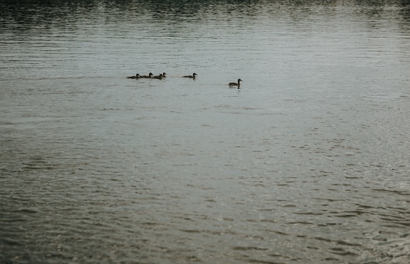 пате, патици, птица семейството, плуване, птици, вода, мигрираща блатна птица, езеро, река, брегова птица