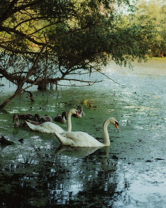 bird family, birds, swan, natural habitat, endemic, specie, aquatic bird, pond, bird, nature
