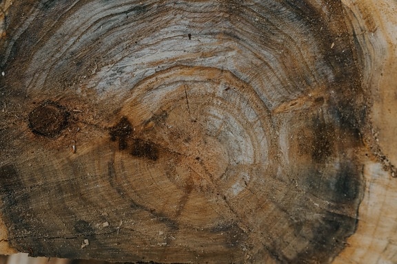 madeira, nó, secção transversal, textura, áspero, natureza, sujo, padrão, lenha, superfície