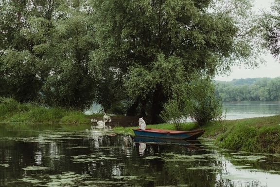 Riva del fiume, barca da pesca, canale, calma, pianta acquatica, orizzontale, fiume, acqua, albero, natura