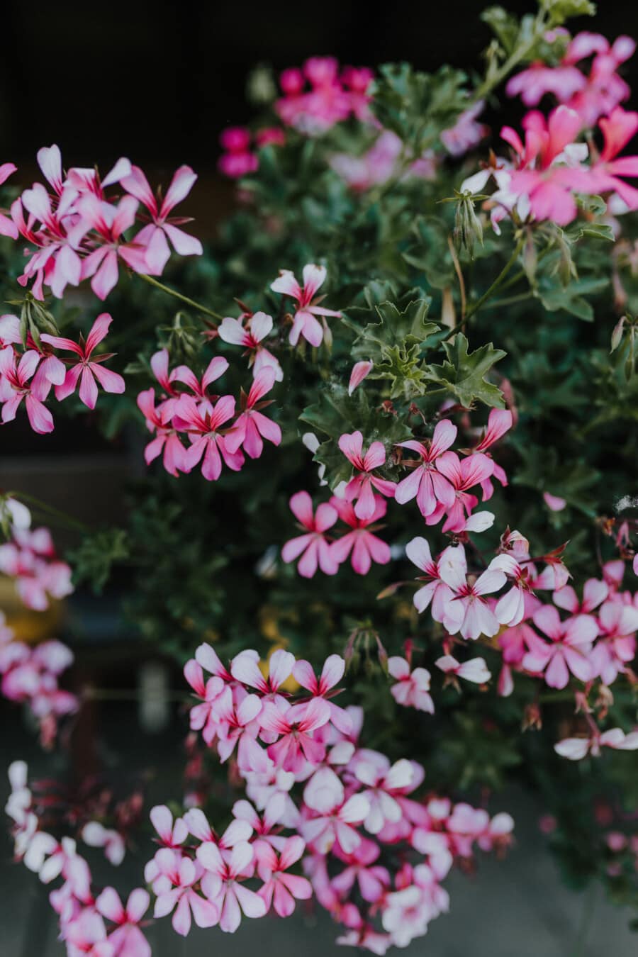 Phlox polemoniaceae, pinkish flowers, violet, horticulture, flowerpot, pink, flower, plant