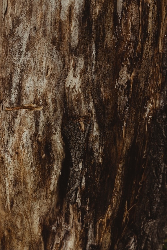 knot, texture, wood, decay, close-up, bark, tree, rough, hardwood, dark