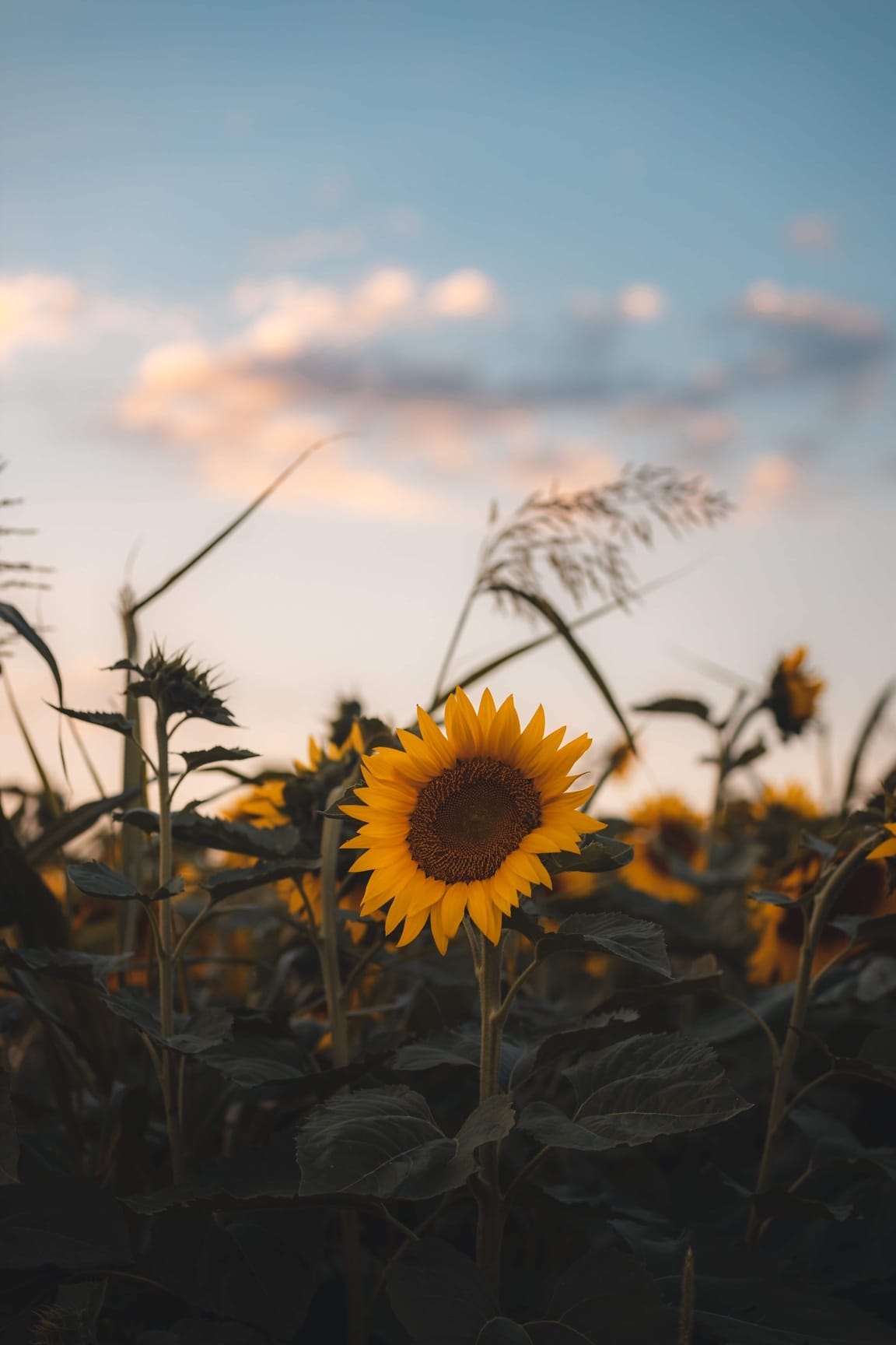 Free picture: sunflower, growing, dusk, flower, agriculture, nature ...