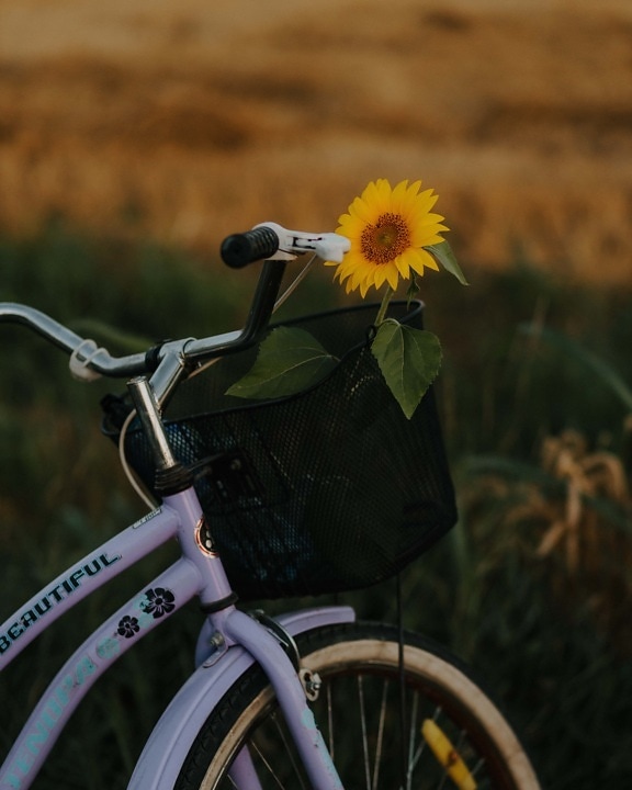 sunflower, bicycle, wicker basket, steering wheel, outdoor, flower, summer, field, agriculture, flowers
