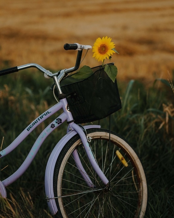 pinkish, bicycle, sunflower, plastic, basket, steering wheel, cycle, wheel, outdoors, summer