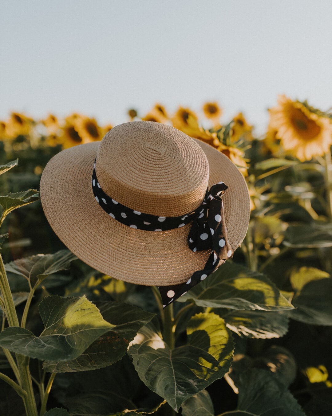 pălărie, de modă veche, alb-negru, decor, la faţa locului, floarea-soarelui, agricole, natura, floare, vara