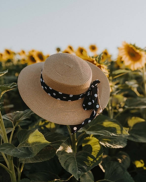 καπέλο, ντεμοντέ, μαύρο και άσπρο, διακόσμηση, σημείο, Ηλίανθος, γεωργικών, φύση, λουλούδι, το καλοκαίρι