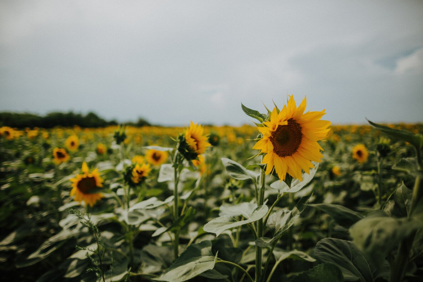 agriculture, plantation, sunflower, products, organic, plants, growing, sun, summer, field