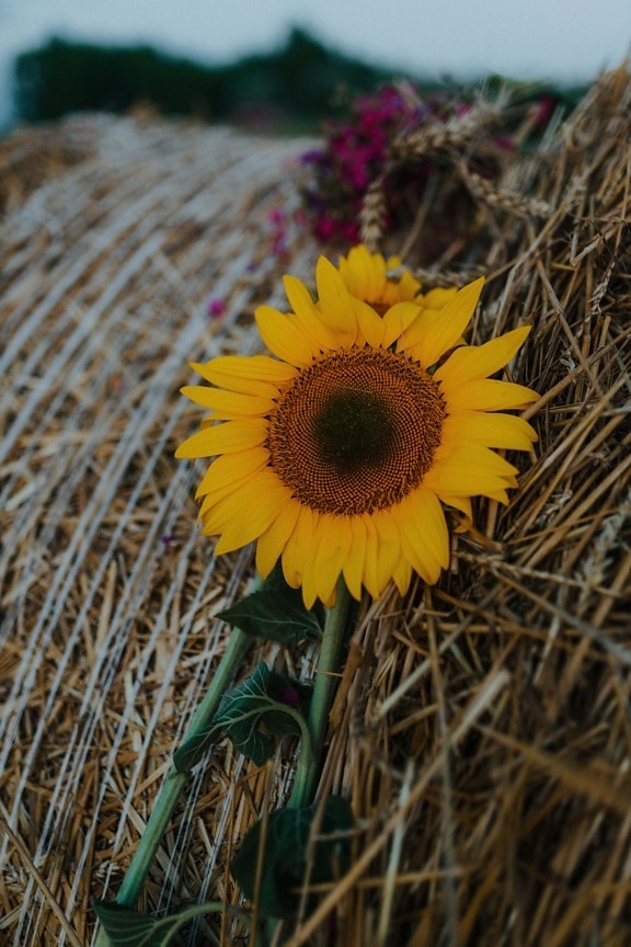 bunga matahari, Bale, tumpukan, pedesaan, masih hidup, pedesaan, kuning, pertanian, tanaman, kelopak