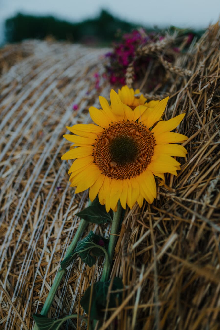 sunflower, bale, stack, rural, still life, countryside, yellow, agriculture, plant, petal
