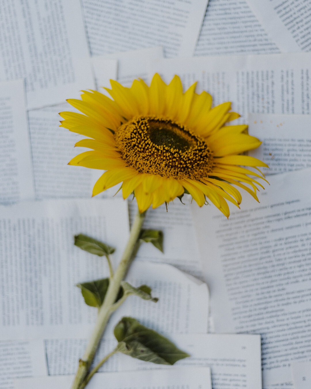 Sonnenblume, Hintergrund, Papier, Zeitung, hell, gelb, Blume, Blütenblatt, Still-Leben, Staubfäden