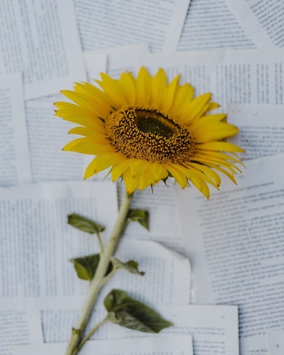 sunflower, background, paper, newspaper, bright, yellow, flower, petal, still life, stamen