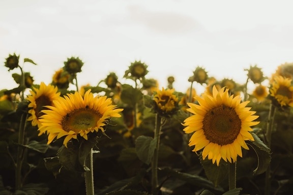 sunflower, sunny, flat field, agriculture, sunlight, herb, growing, stem, yellow, summer