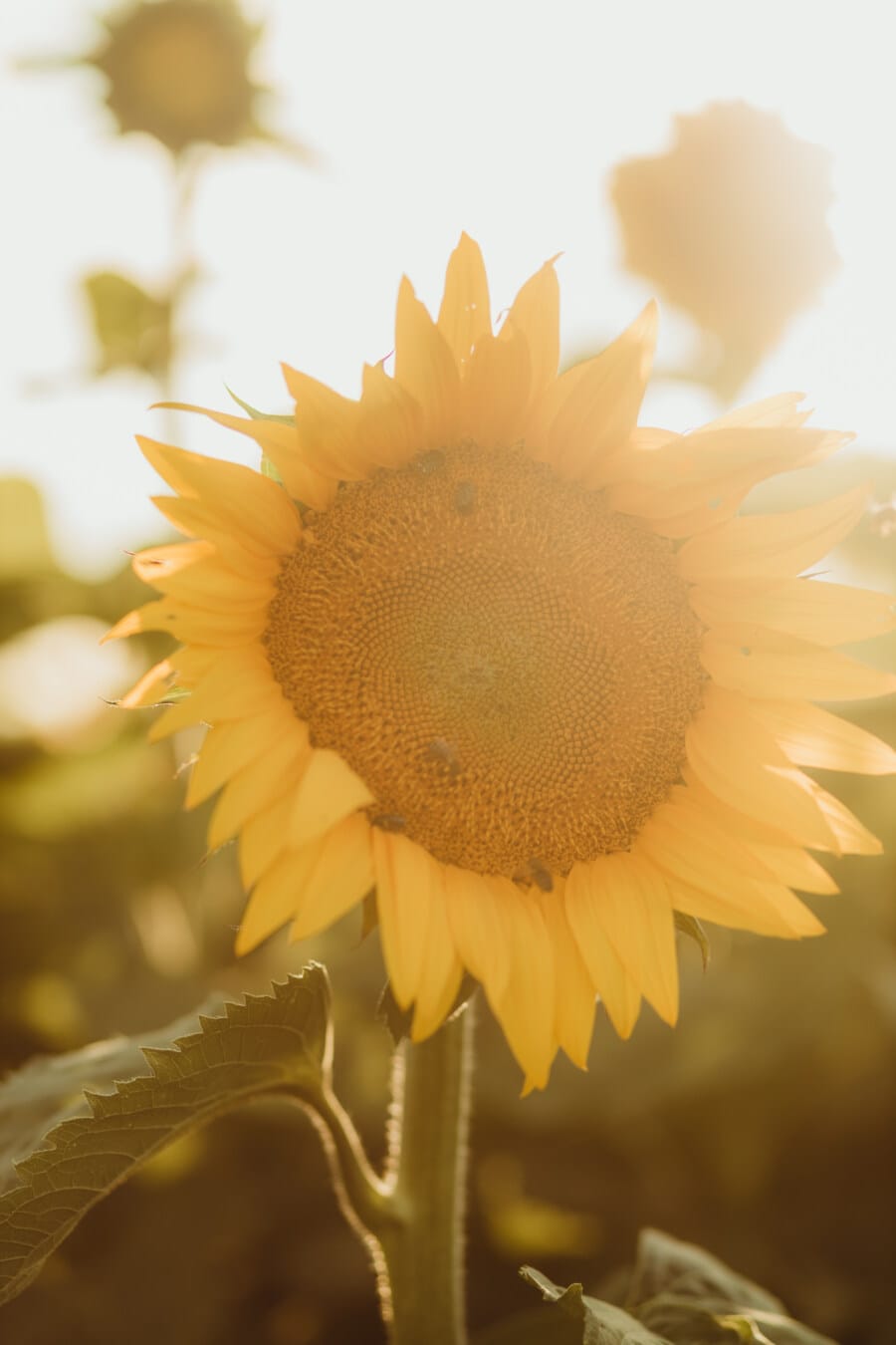 sunflower, sunshine, summer season, bright, light, sunrays, sunlight, close-up, sunny, nature
