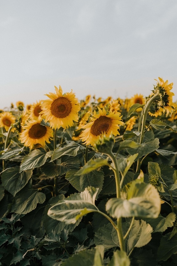 perkebunan, bunga matahari, organik, produktivitas, pertanian, Produk, daun, bidang, kuning, musim panas