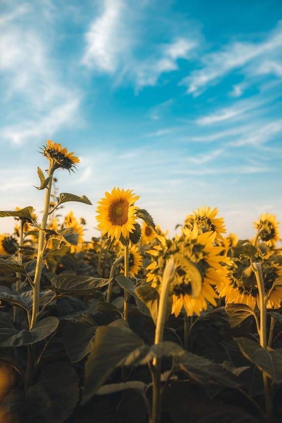 bunga matahari, langit biru, musim panas, organik, perkebunan, produksi, pertanian, alam, pertanian, tanaman