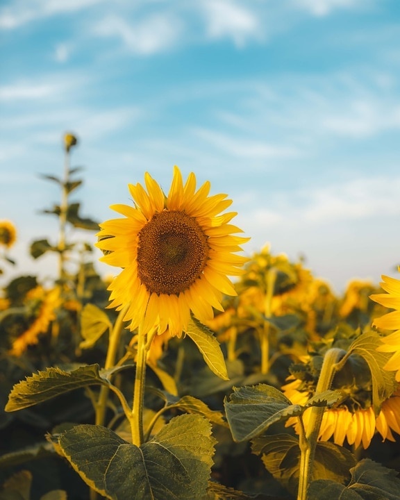 bright, day, sunny, flat field, sunflower, summer season, summer, yellow, flower, sun