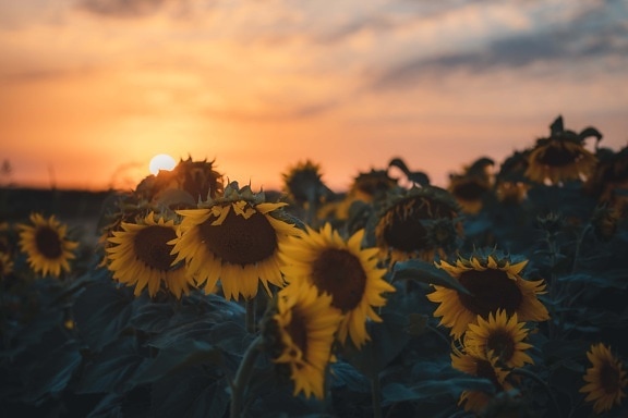 sunset, sunflower, backlight, farmland, summer, sun, agriculture, flower, field, nature