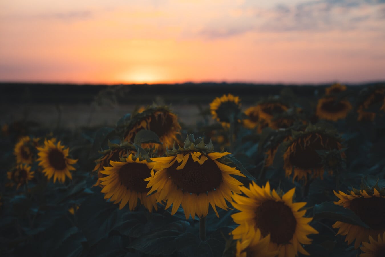 sunset, sunflower, silhouette, shadow, horizon, plant, yellow, flower, agriculture, field
