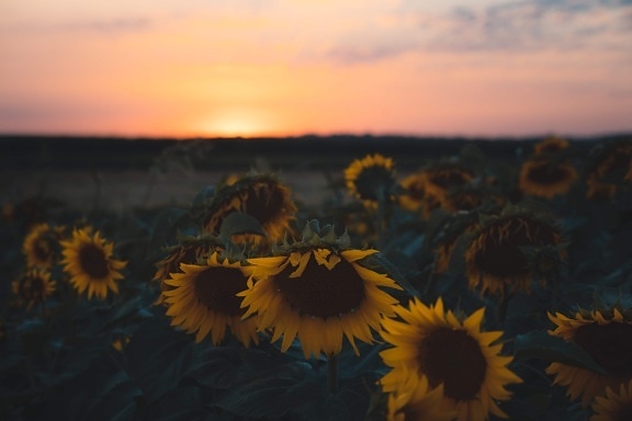 zachód słońca, Słonecznik, sylwetka, cień, horyzont, roślina, żółty, kwiat, Rolnictwo, pole