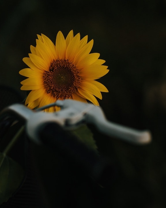 darkness, focus, sunflower, steering wheel, bicycle, brake, yellow, flower, outdoors, fair weather