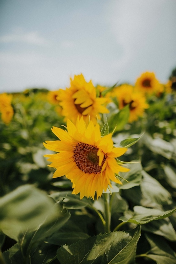bright, sunflower, yellow, petals, plantation, agriculture, herb, growing, summer, petal