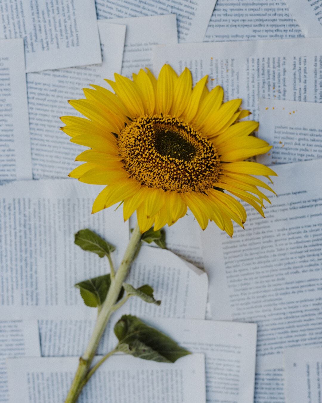 sunflower, petals, pistil, pollen, paper, newspaper, yellow, petal, bright, stamen